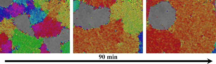 A polycrystalline material spinning in a magnetic field reconfigures as grain boundaries appear and disappear due to circulation at the interface of the voids