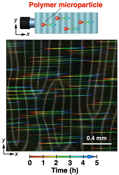 Motion of microparticles carried by the wave