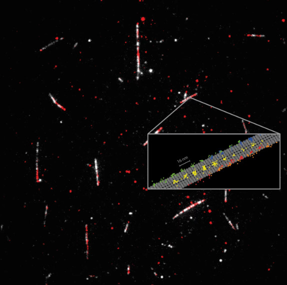Detailed measurement of how the motor protein kinesin-1 (red) walks on microtubules (white)