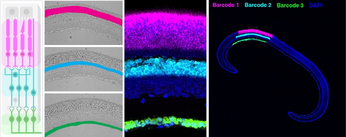 Sequence the RNA molecules of neuronal cells in the functionally distinct layers of the mouse retina