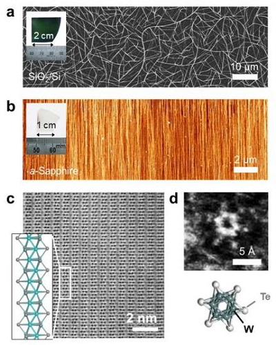 (a) Scanning electron microscopy picture of nanowires grown on a silicon/silica wafer.