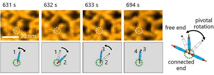 Molecular motion of the protein needles (rPN) showed pivotal rotations around the His-tag interaction