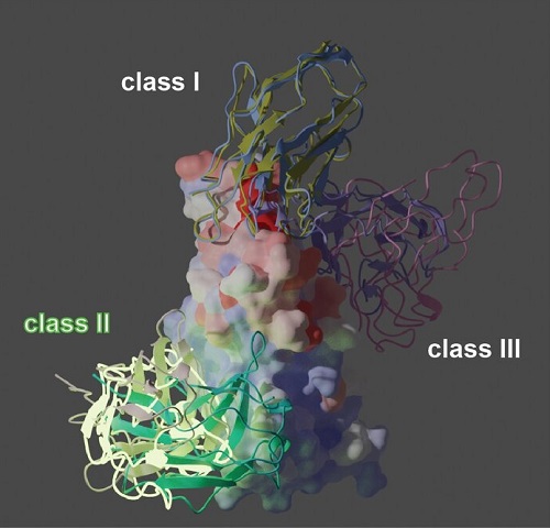 Shown at the center is the surface view of the receptor-binding domain (RBD), which is the key structure domain that SARS-CoV-2 viruses use to infect human cells