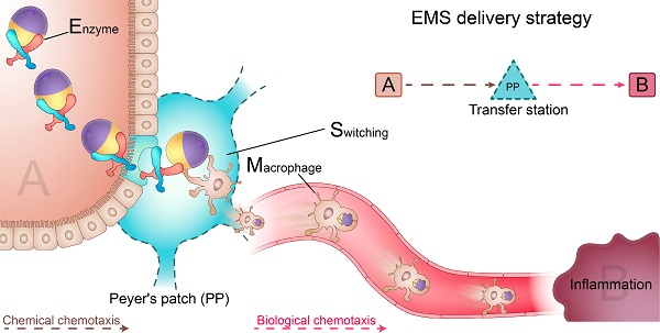 EMS delivery of TBY-robots for long-distance transport across multiple biological barriers.