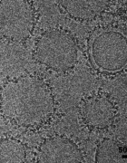 The circle-shaped objects in the image above are cobalt-porphyrin-phospholipid (CoPoP) nanoparticles decorated with flu proteins.