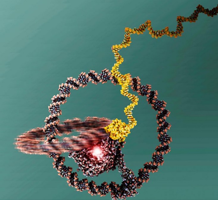 Tiny nanomachine consisting of a one-wheeled vehicle fashioned out of DNA rings