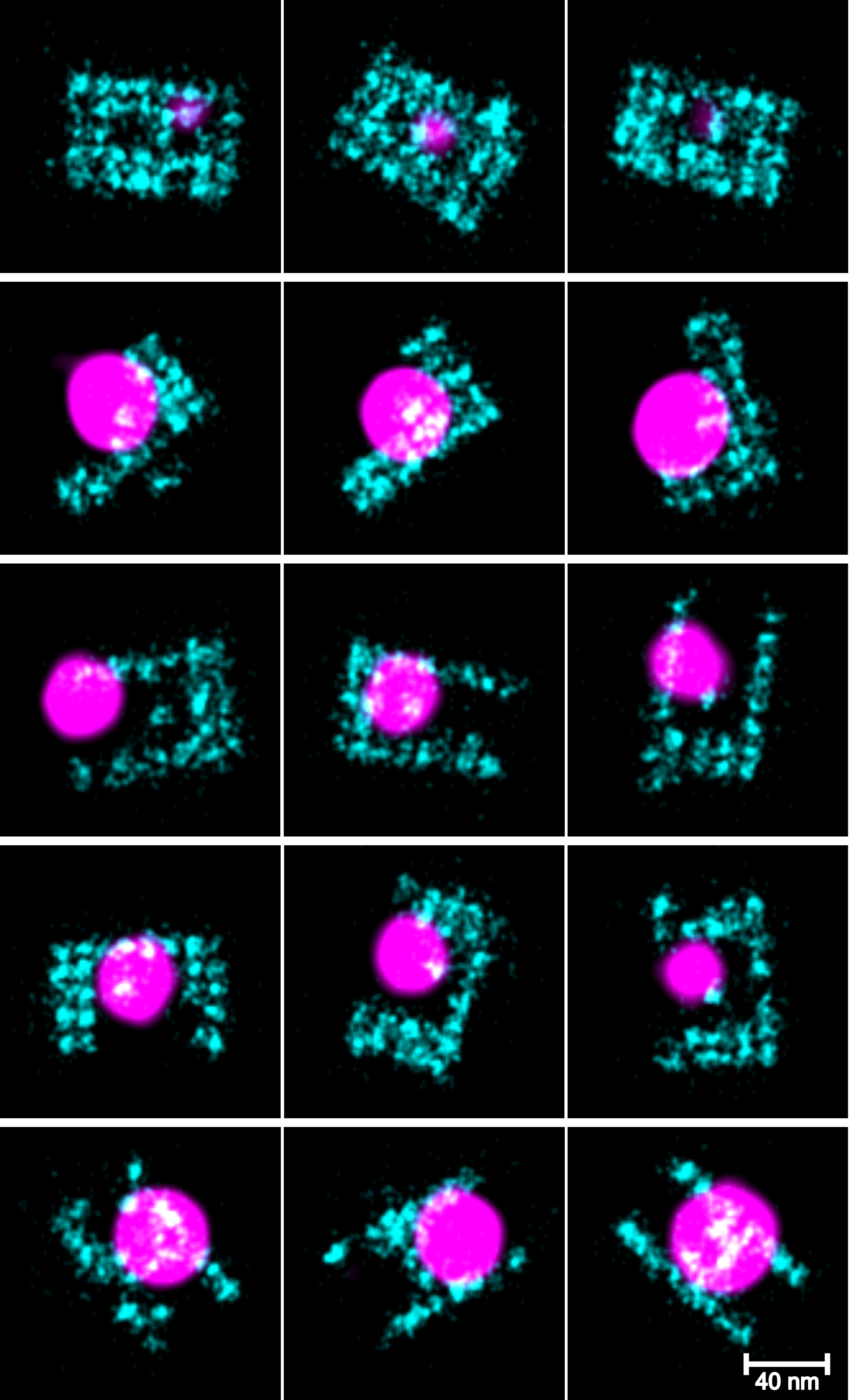 Patterned DNA nanostructures (cyan) as imaged using DNA-PAINT super-resolution technique enabled for studying strength of base-stacking interactions (pink).
