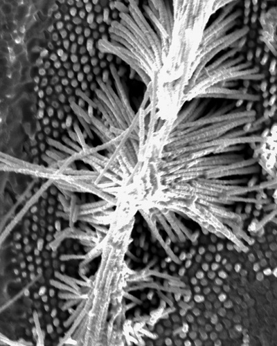 A scanning electron microscope image offers a top-down view of a single-crystalline nanowire of Mo4P3 created by thermomechanical nanomolding.