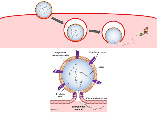 Illustration of a flu virus-mimicking nanoparticle entering and releasing mRNA into a host cell (top)