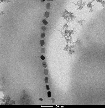 The nanoparticles have a specific geometric form, shown by the TEM image
