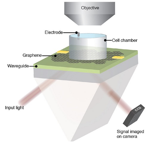 In the CAGE device, a biological sample is placed in the cylindrical chamber on top of a sheet of graphene