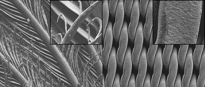 The image on the left shows the microstructure of a penguin feather