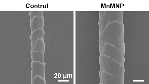 Hair regrew thicker in mice treated with a manganese-nanozyme microneedle patch (right-side image, labeled MnMNP) compared to those treated with testosterone as a control (left-side image)