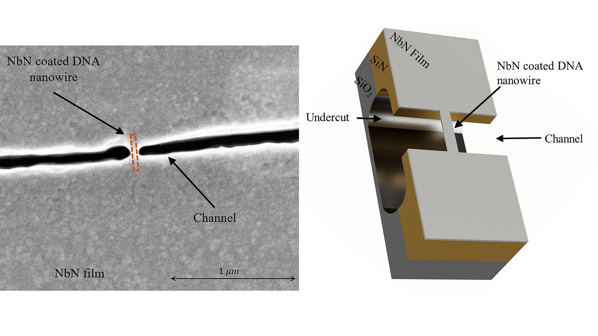 niobium nitrate-coated DNA nanowire