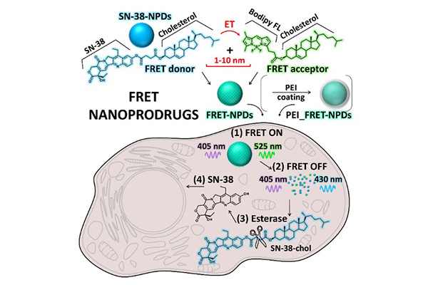 Intracellular investigation of FRET NPDs