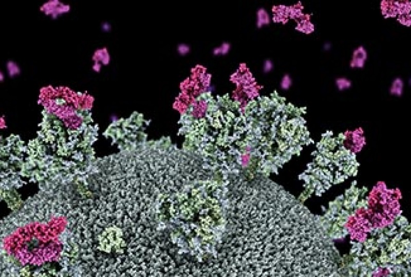 Visualisation of SARS-CoV-2 virus with nanobodies (purple) attaching to the virus ‘spike’ protein.