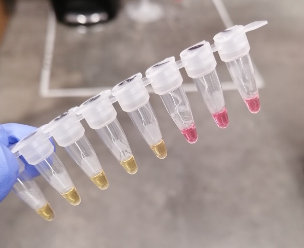 RT-LAMP test samples showing positive (yellow) and negative (pink) results