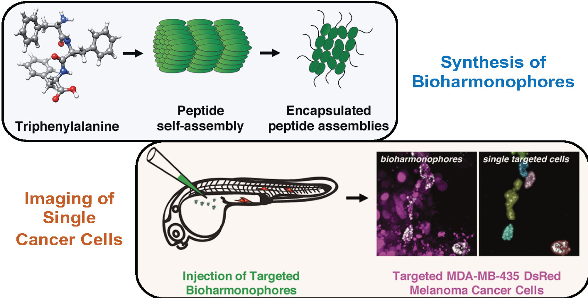 Bioharmonphores