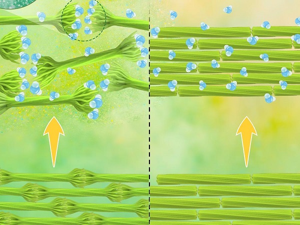This graphic representation of hairy cellulose nanocrystals, shown attached at their hairy ends when dried (right), will be featured as the Biomacromolecules journal cover in the Jan. 17 issue.