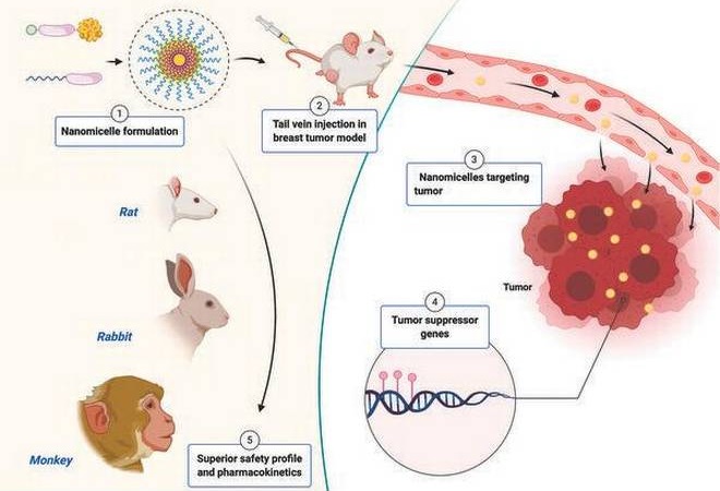 Once injected intravenously, these nanomicelles can easily escape the circulation and enter the solid tumours