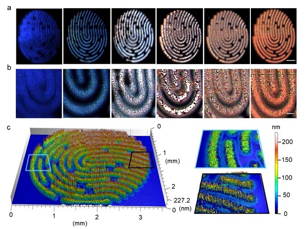 Six different artificial fingerprint patterns provided with different properties to visualize individual fluorescence and topography