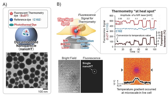 Microscopic system for nanoheating. A) Schematic and microscopic images of nanoheater (nanoHT) (Transmission electron microscopy). B) A system to warm up a localized region at single cellular level (upper panel). A single dot of nanoHT was located within a single cell (lower left panel). Temperature gradient at microscale was generated at subcellular level (lower right panel).