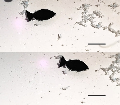 A light-activated fish-shaped robot collects microplastics as it swims (scale bar is 10 mm)