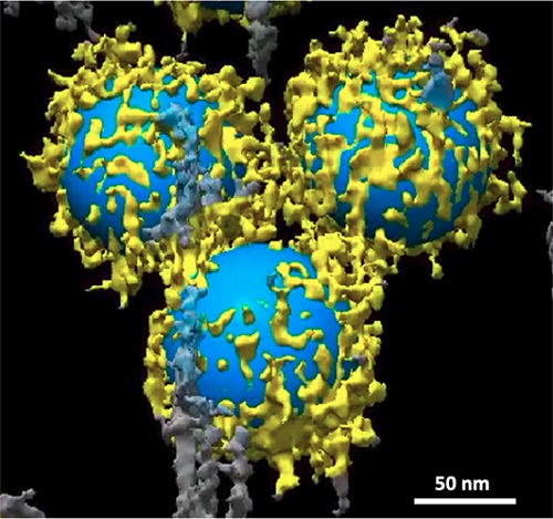 A new combination of advanced microscopy techniques reveal the biomolecules (yellow) that nanoparticles (blue) collect when exposed to human plasma