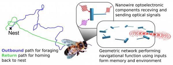 Mimicking the navigation of the insect brain