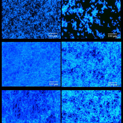 Smart micelles offer great potential in treating pathogenic fungi