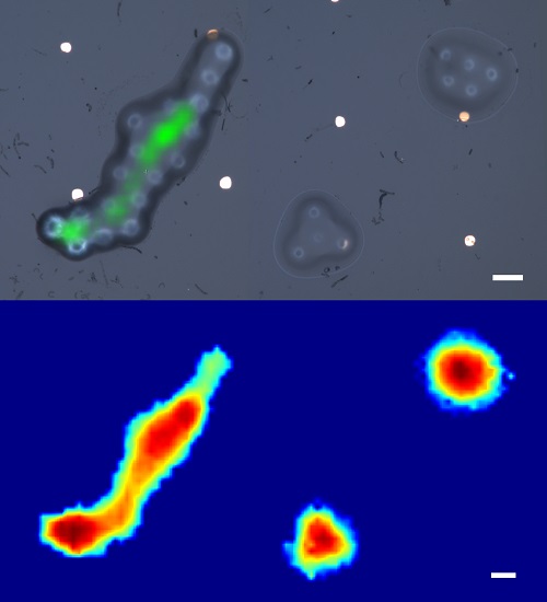 Conventional microscope pictures of model biological cells (top)
