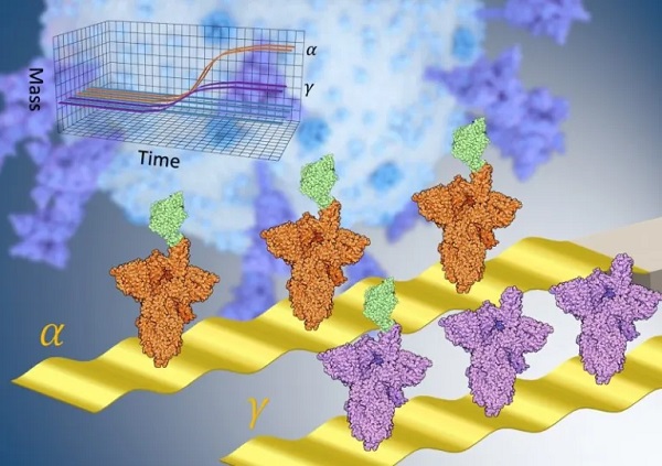 Quantitative nanomechanical SARS-CoV-2 variants assay