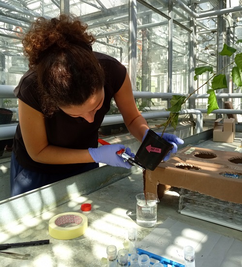 Environmental scientist Maria Elvira Murazzi cuts off the lower roots of a birch seedling for analysis, following immersion in a nanoplastic solution.