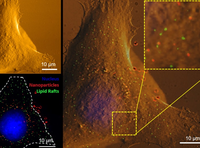 Using correlative atomic force microscopy and super resolution fluorescence microscopy to image the same cell