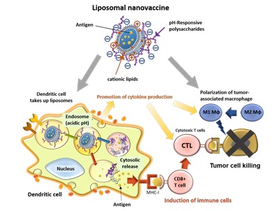 Cationic lipid-introduced pH-responsive polysaccharide-modified liposomes to achieve efficient antigen delivery and highly activation of antigen presenting cells towards induction of antigen-specific immune responses.