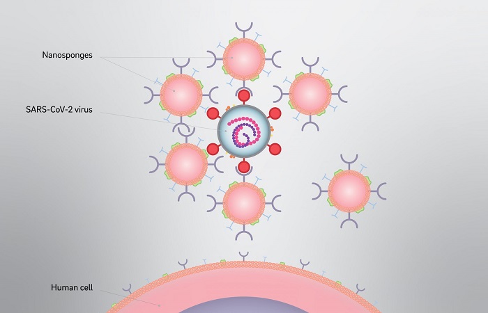 Nanosponges attacking and neutralizing the SARS-COV-2 virus
