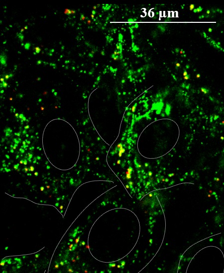 Using fluorescence microscopy to image cells exposed to positively charged silica nanoparticles