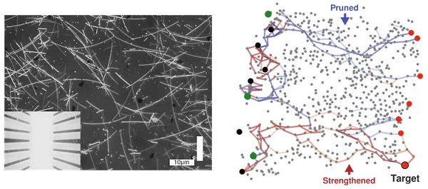 Microscope image of silver nanowire networks