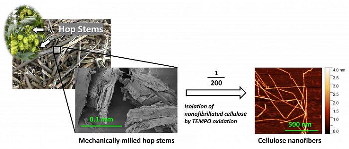Cellulose nanofibers were produced from waste hop stems by TEMPO-mediated oxidation
