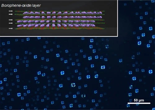 Figure 1. Visualization of the BoL-LC using polarized microscopy