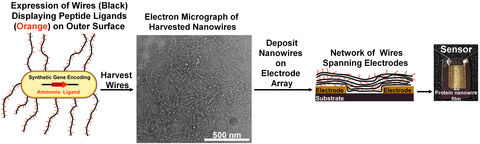 Nanowires, with their chemical-sniffing capabilities, are harvested and built into a sensor.