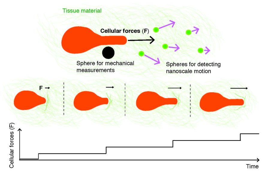 measures forces generated by cancer cells with a biological microscope