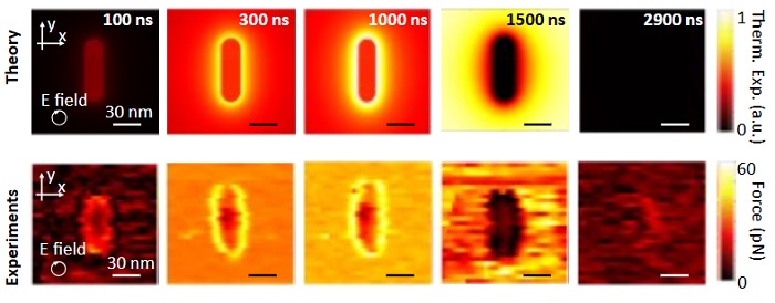 The optical force maps show the temperature evolution of a gold nanorod upon illumination by light