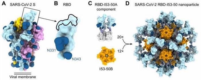 Design, In Vitro Assembly, and Characterization of SARS-CoV-2 RBD Nanoparticle Immunogens