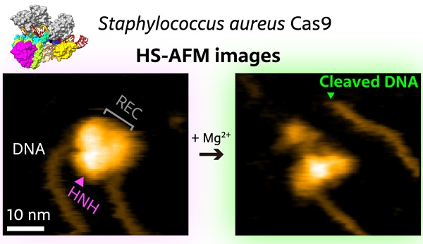 High-speed atomic force microscopy visualization of the cutting of a piece of DNA by SaCas9.