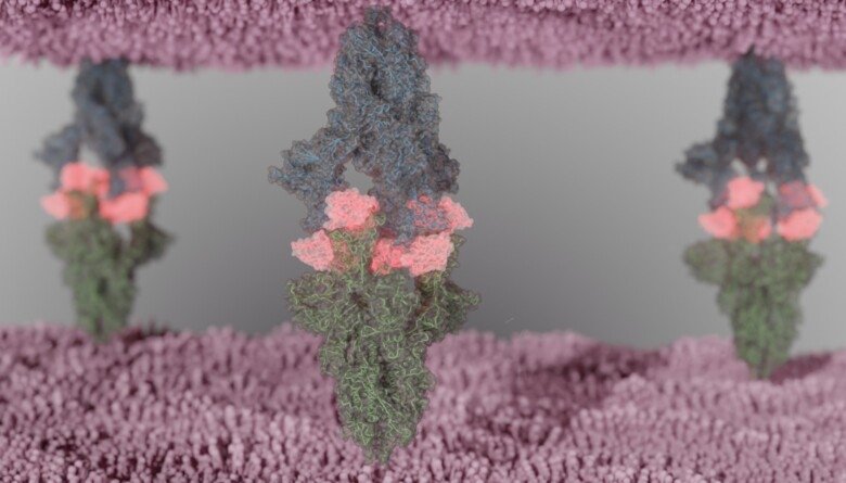 Fu2 nanobody (pink) bound to the viral spike
