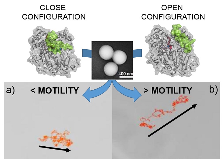 a tool for modulating nanomotors powered by enzymes