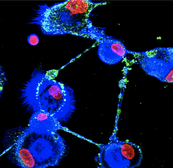 nanotubes connecting human macrophages