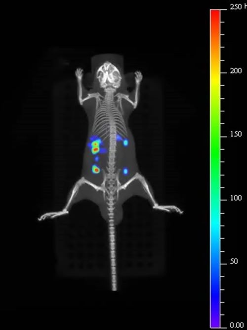 New quantum dots developed by Murata are proving useful for intracellular and in vivo imaging.