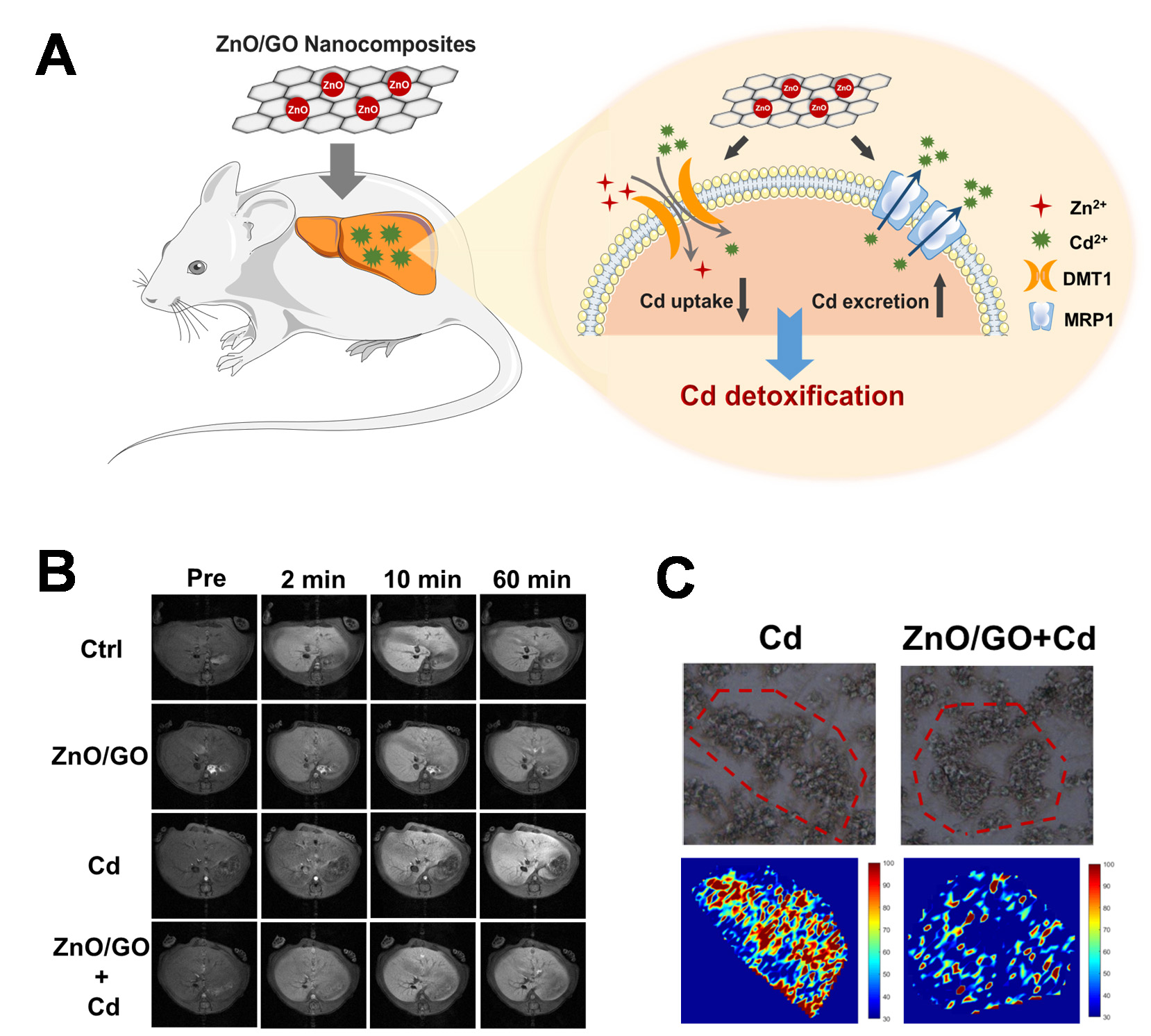 Schematic diagram illustrating the mechanisms involved in the antagonistic process of ZnO/GO nanocomposites against Cd-induced hepatotoxicity